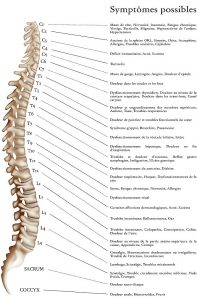 Chiropraxie symptomes colonne vertebrale organes systéme nerveux mal dos colonne vertebre relation organes chiropratique chiropraxie