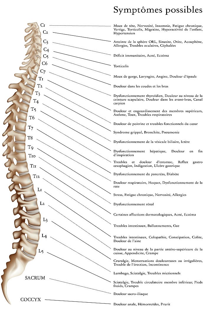 mal dos colonne vertebre relation organes chiropratique chiropraxie